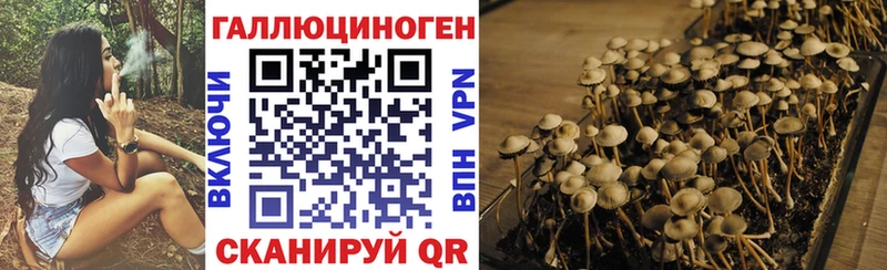 Галлюциногенные грибы GOLDEN TEACHER  omg ссылки  Гусев  продажа наркотиков 
